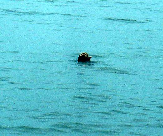 sea_otter_kenai_fiords.jpg - Sea otter just beyond the Seward Big Boat Harbor.  Otters have to be the cutest critters in Alaska.  We saw evidence of River otters but never caught a glimpse of one.  This friendly guy seems to be posing for us as we passed it on the way to Kenai Fjord National Park.  These cute members of the weasel family were heavily hunted but I think they are now protected by the Endangers Species Act.  Several places had Sea otter pelts and, with 850,000 hairs per square inch, they are luxurious which may explain why they were hunted as heavily.