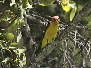 A tanager in a Kootenai National Forest