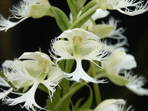 western prairie fringed orchid habitat