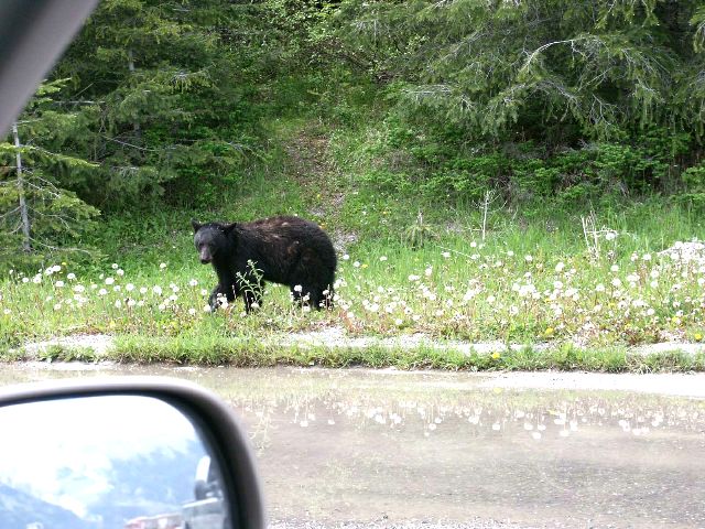 12_bear_kootenaynp.jpg