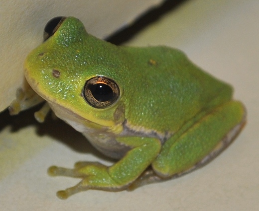 Tiny Green Tree Frog - Camping With Suzi