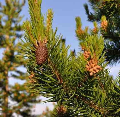 lodgepole-pine - Camping With Suzi